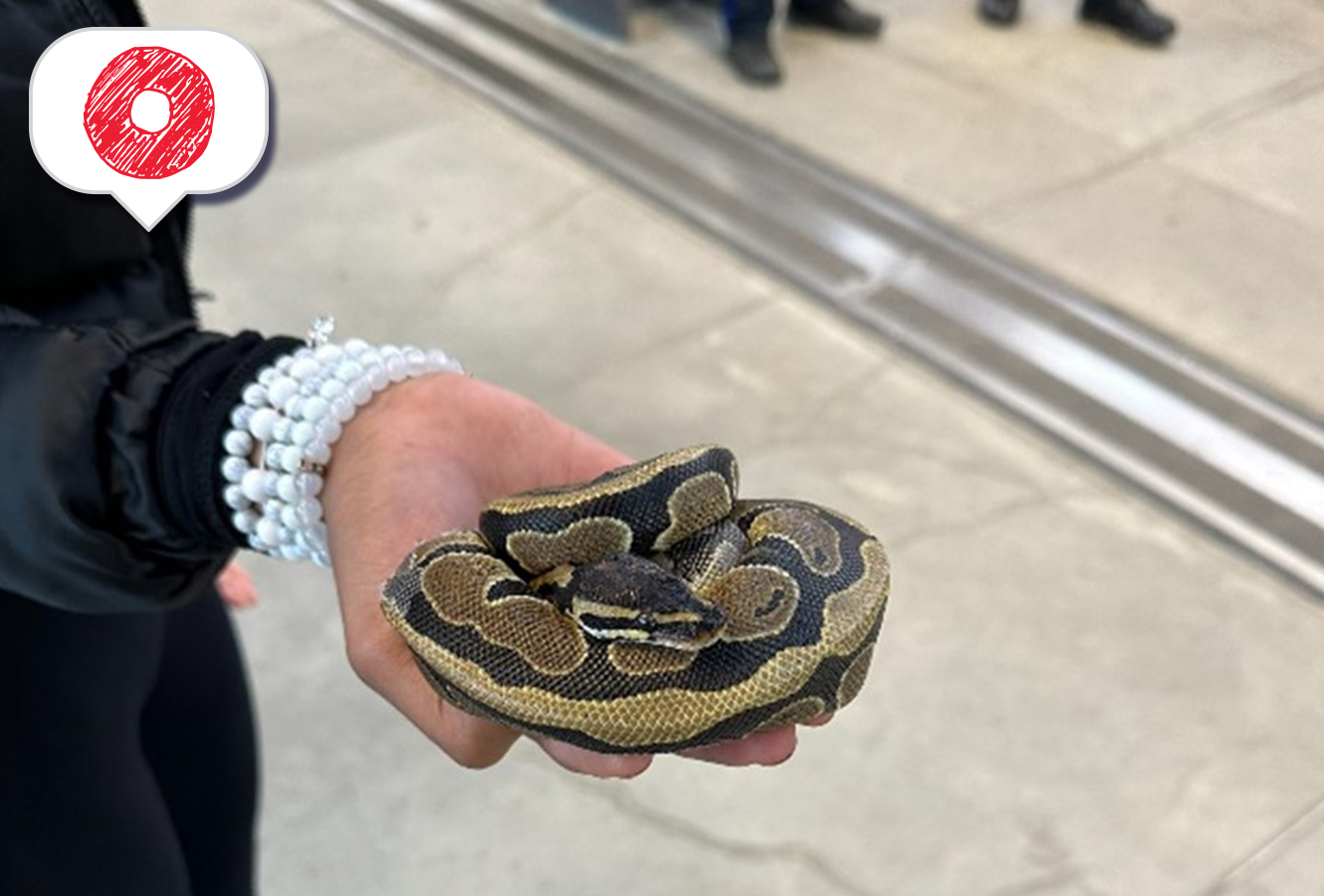 Python reunited with its owner at Hurdman Station