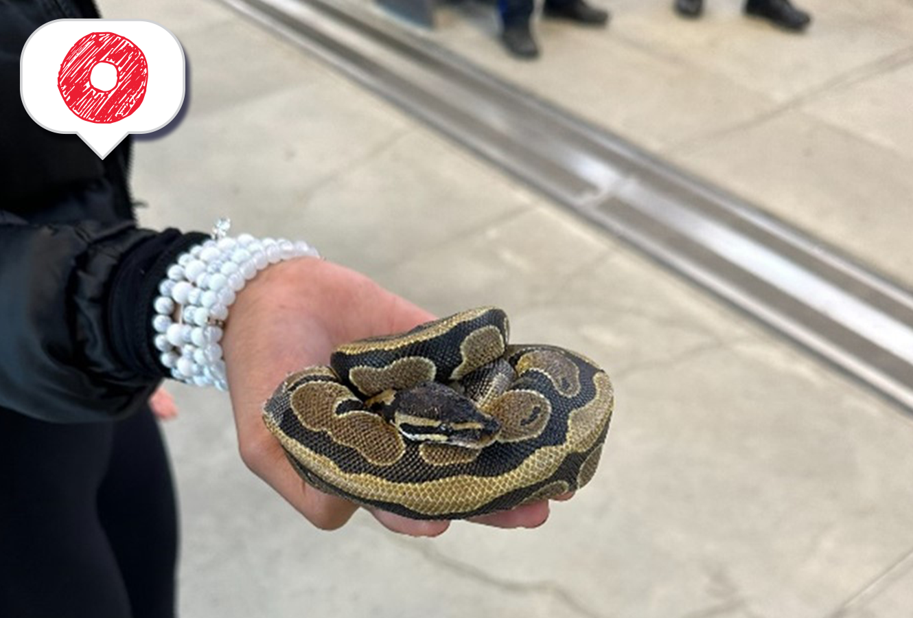 Image - Snake on a Train